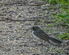 Rhipidura leucophrys