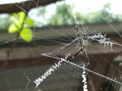 Argiope argentata