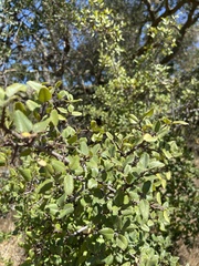 Rhamnus