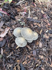 Panaeolus papilionaceus