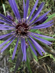 Canadanthus modestus