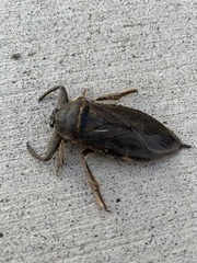 Lethocerus americanus