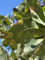 Andricus pattersonae