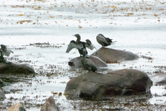 Phalacrocorax sulcirostris