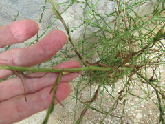 Chloracantha spinosa