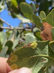 Andricus pattersonae