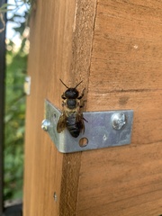 Megachile sculpturalis