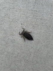 Lethocerus americanus