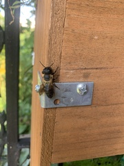 Megachile sculpturalis