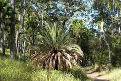 Macrozamia moorei