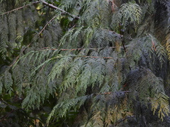 Thuja plicata