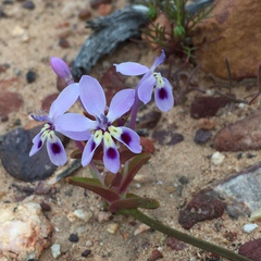 Lapeirousia pyramidalis pyramidalis