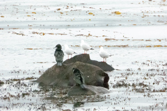 Phalacrocorax sulcirostris
