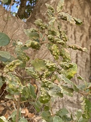 Aceria mackiei