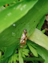 Tuicoris excelsus