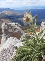 Cirsium scopulorum
