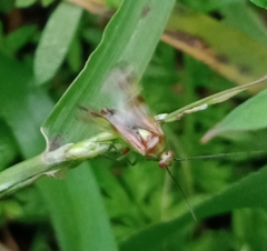 Tuicoris excelsus