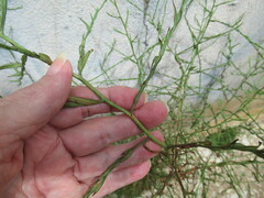 Chloracantha spinosa