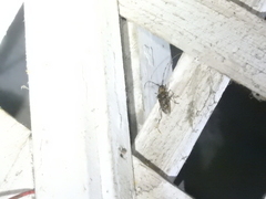 Monochamus carolinensis