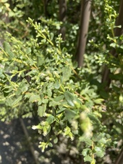 Baccharis pilularis