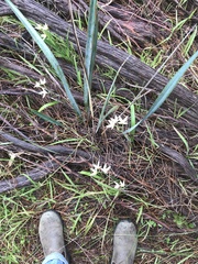 Caladenia flava flava