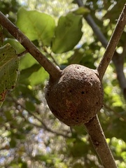 Callirhytis quercussuttoni