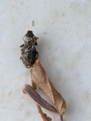 Pantomorus cervinus