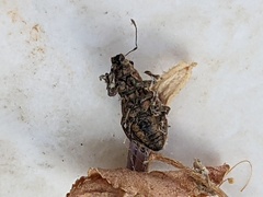 Pantomorus cervinus