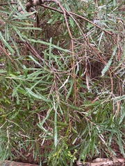Banksia attenuata