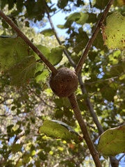 Callirhytis quercussuttoni