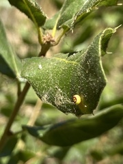 Dryocosmus minusculus