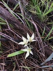 Caladenia flava flava