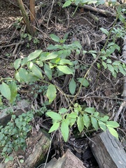 Laurelia sempervirens