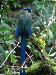 Momotus aequatorialis