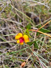 Platylobium obtusangulum