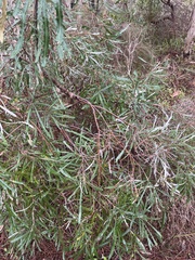 Banksia attenuata