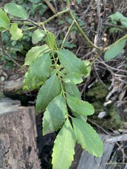 Laurelia sempervirens