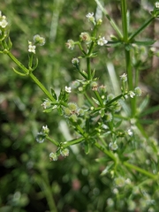 Galium aparine
