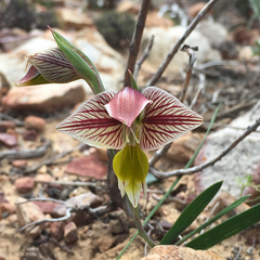 Gladiolus watermeyeri