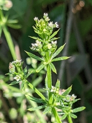 Galium aparine