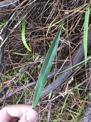 Caladenia flava flava