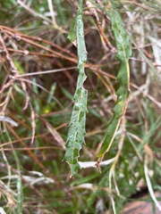 Banksia attenuata