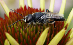 Astata