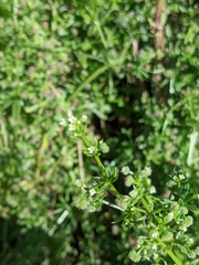 Galium aparine