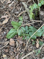 Boquila trifoliolata