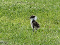 Vanellus miles novaehollandiae