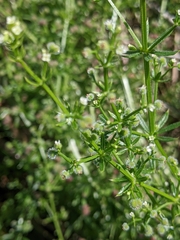Galium aparine