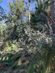 Sophora macrocarpa