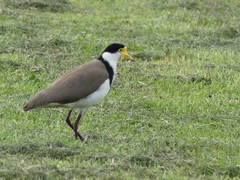 Vanellus miles novaehollandiae