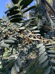 Sophora macrocarpa